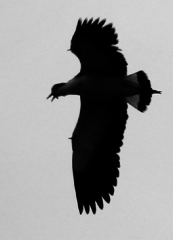 You can see the wing spurs in this silouette