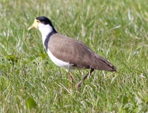 Side view of spur winged plover