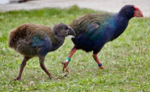 Takahe adult with chick