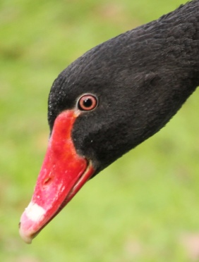 Australian black swan