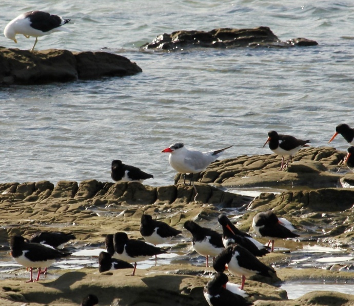 Caspain tern with South Island Pied Oystercatchers