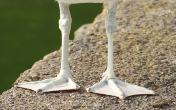 Gull feet