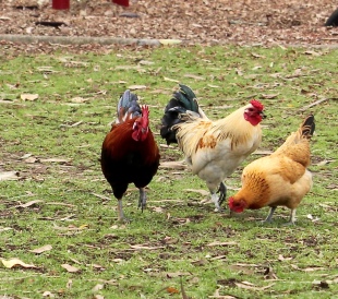 Feral chickens