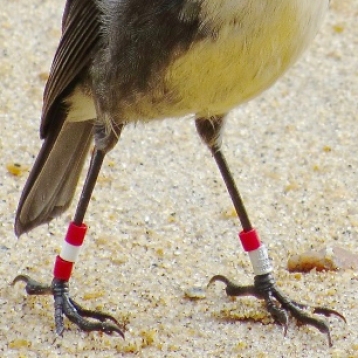 South Island robin