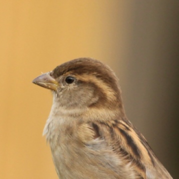 Tiu- sparrow