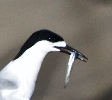 Tara - white fronted tern