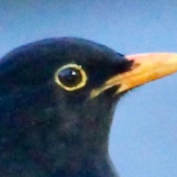 Manu pango - Blackbird