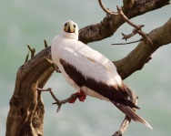 red-footed-booby-muriwai2