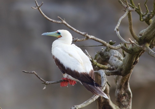 Redfooted booby